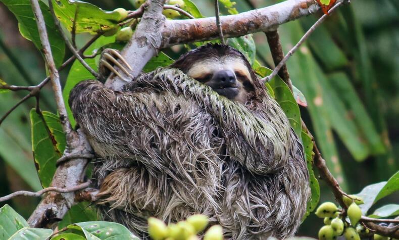 luxury travel panama palenque island Panama pirates