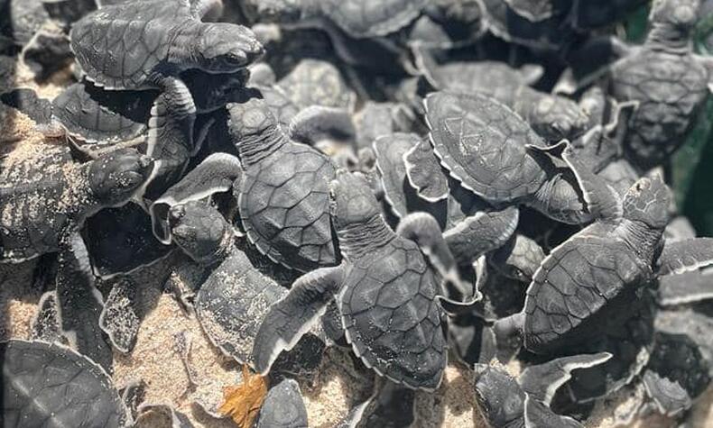 Costa Rica in the Playa Blanca turtle hatchery