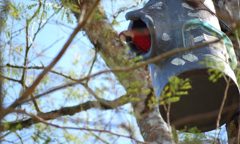 The scarlet macaw nests in tall tree trunks and uses artificial nests to increase its reproductive success. Red macaw nest