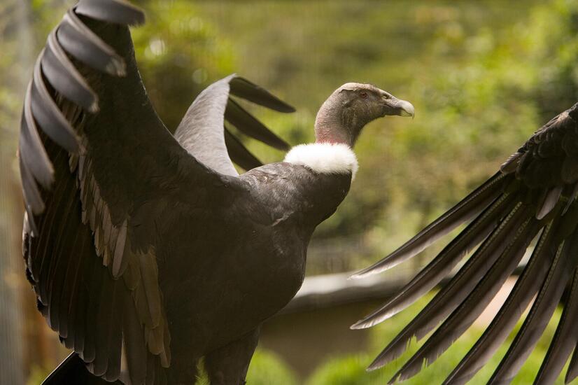 travel luxury nature family conservation condor Ecuador hacienda Zuleta