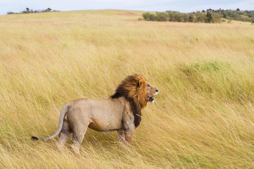 luxury travel Africa safari lion safari Botswana