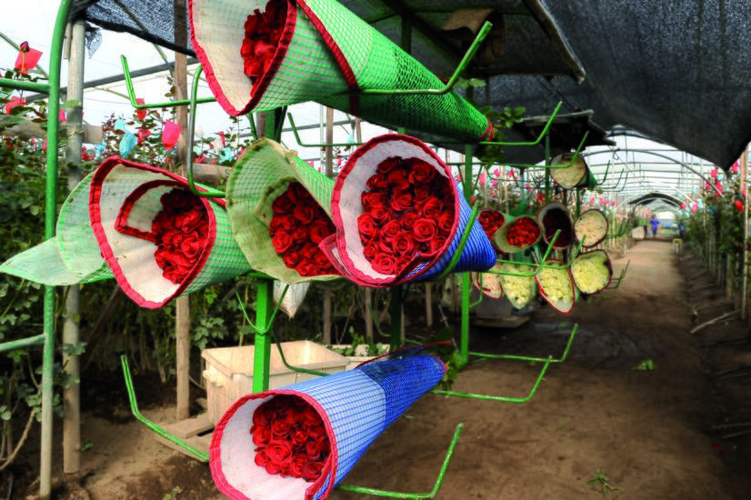 luxury travel experience roses ecuador
