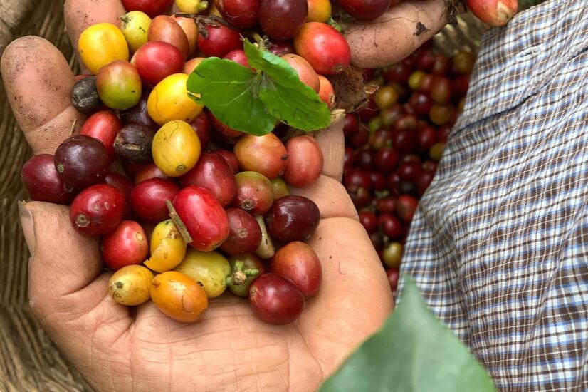 trip to the coffee-growing region of colombia