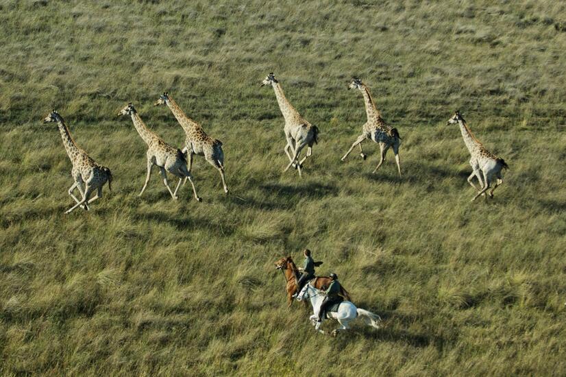 Riding with giraffes.