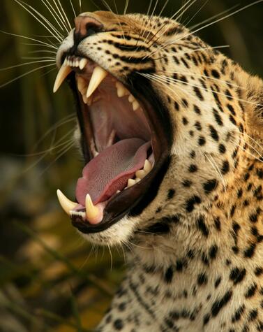 luxury tourism leopard safari in Africa