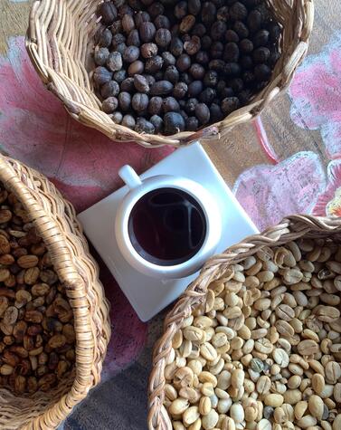 trip to the coffee region Colombia Quindio