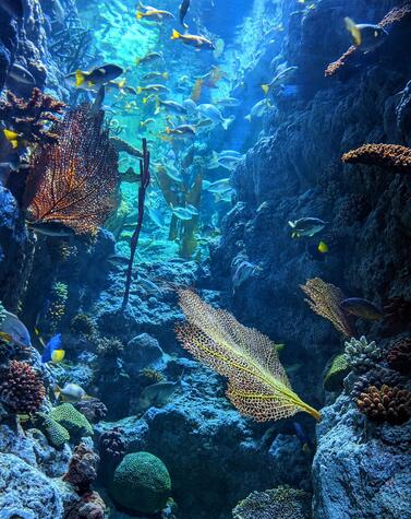 luxury caribbean anguilla trip
