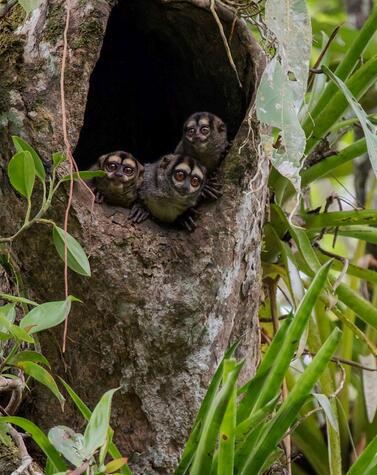 Night monkeys in Napo Fauna Napo