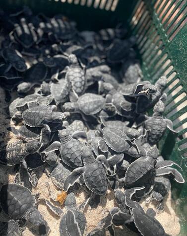 Costa Rica in the Playa Blanca turtle hatchery