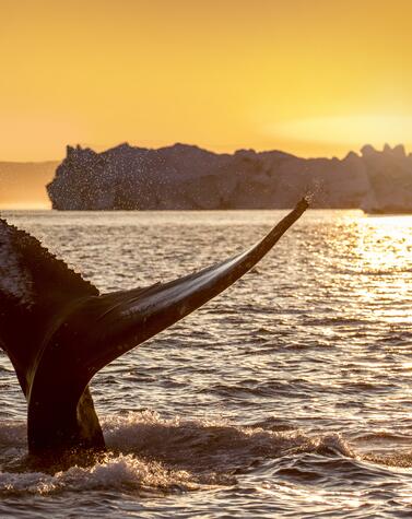 Whale in Ilulissat. HX.
