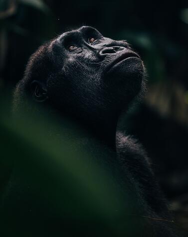 Female lowland gorilla Odzala Congo gorilla
