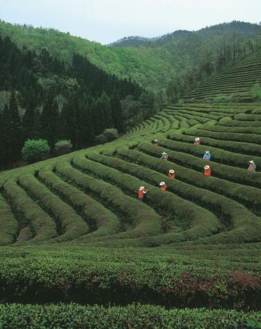 China: The Path of Tea and Horses