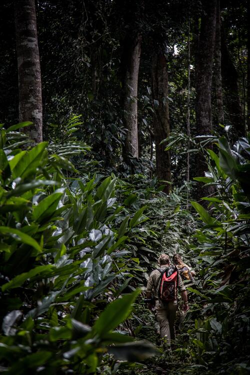 Jungle trekking in Odzala