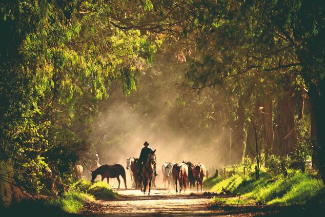 luxury travel ecuador experience horseback riding hacienda zuleta.