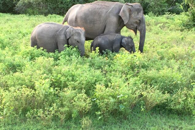 luxury safari trip yala sri lanka wildcoast tented lodge