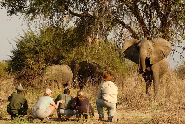 The thrill of getting up close and personal with elephants on safari in Zambia. luxury travel adventure safari Zambia Travel soft adventure