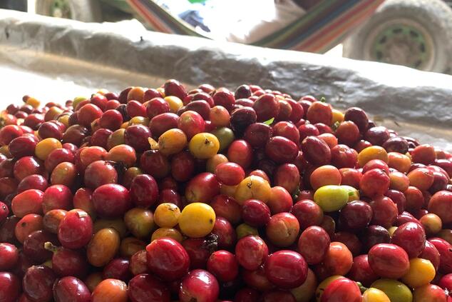 trip to the coffee-growing region of colombia.