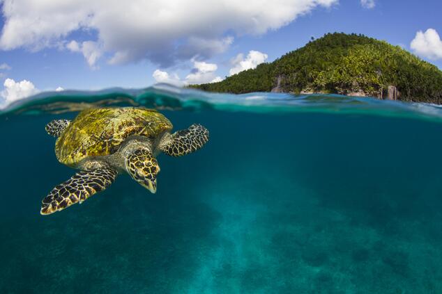 Two species of sea turtles nest on Fregate Island: the hawksbill and the green turtle. fregate island seychelles sea turtle