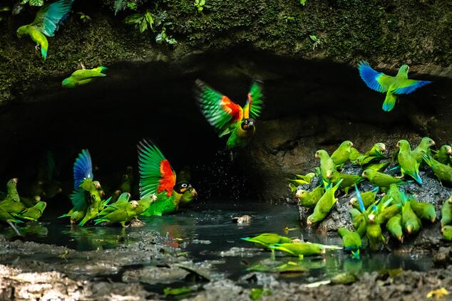 Yasuní National Park is the largest protected paradise in Ecuador. Wildlife in the community's surroundings