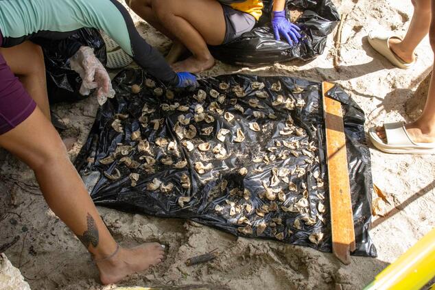 Exhumation of an olive ridley turtle nest. Costa Rican olive ridley turtle conservation