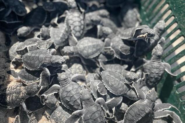 The Birth of Turtles: Olive Ridley Conservation in Costa Rica's Hatcheries