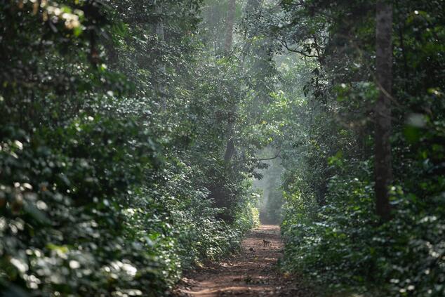 An open road in the Congolese jungle