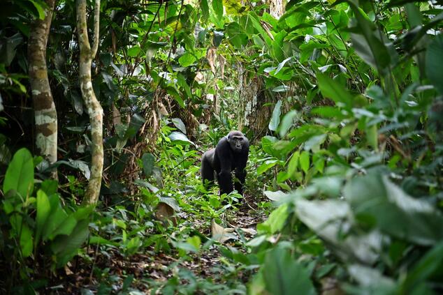 Female lowland gorilla in Odzala
