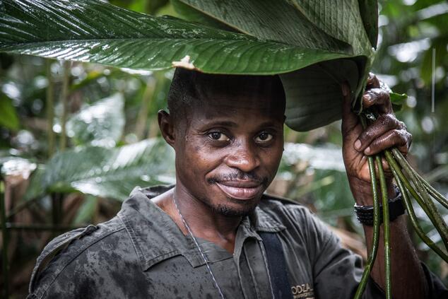 A guide takes shelter from the rain in Odzala