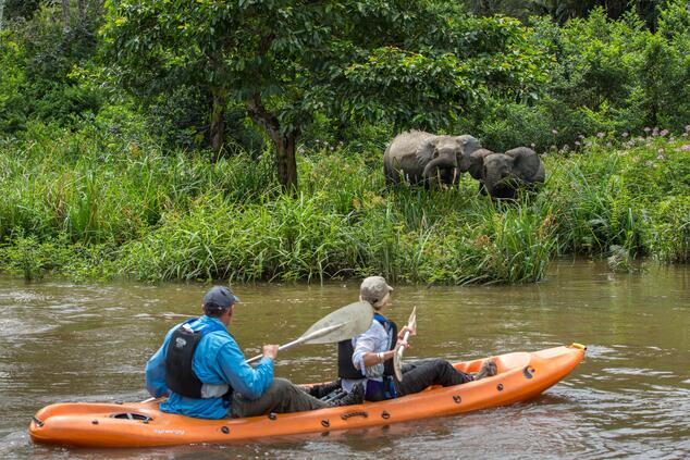 Meeting elephants by kayak on the tributaries of the Congo river