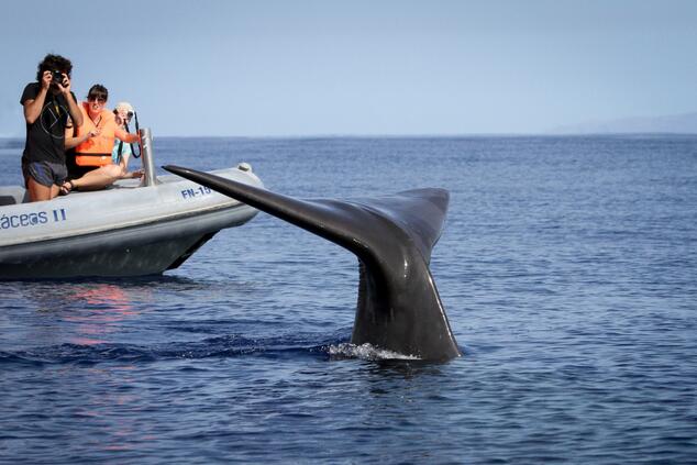 Whale. Photo: Miguel Moniz.