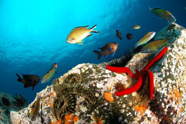 Diving in Madeira, something unexpected. Photo: Pedro Vasconcelos.