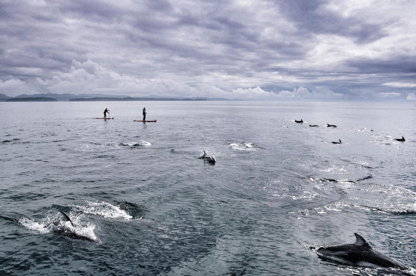 Paddle surfing among whales in British Columbia. remote luxury travel experience whales in Canada