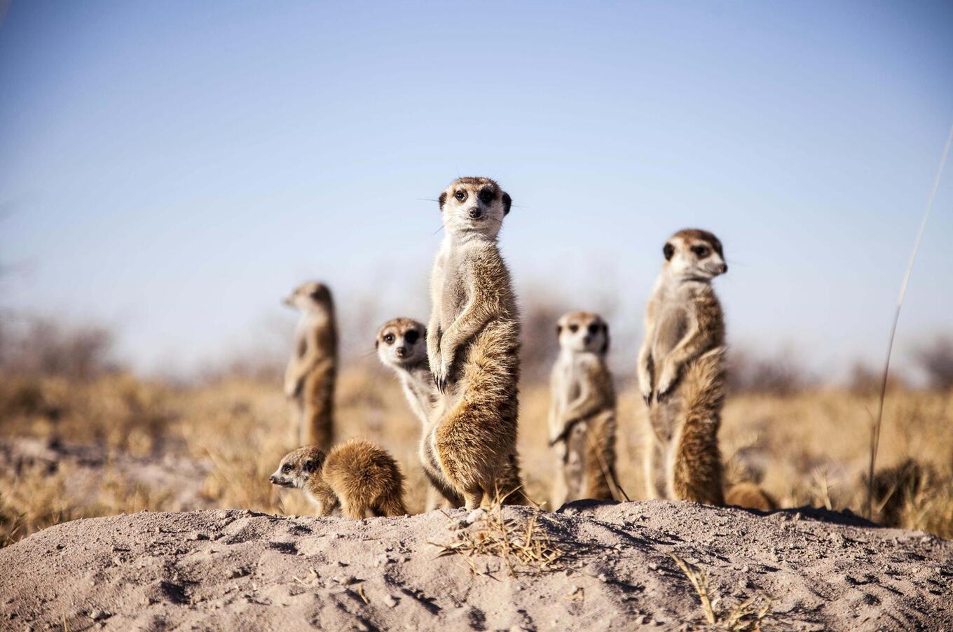 travel luxury remote safari camp Africa Jack's Camp