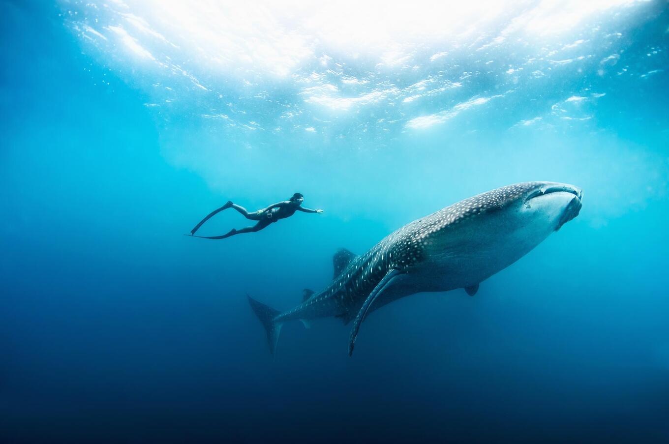 remote luxury travel maldivian islands whale diving experience