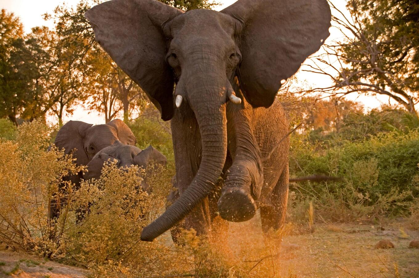 Elephant safari luxury Africa