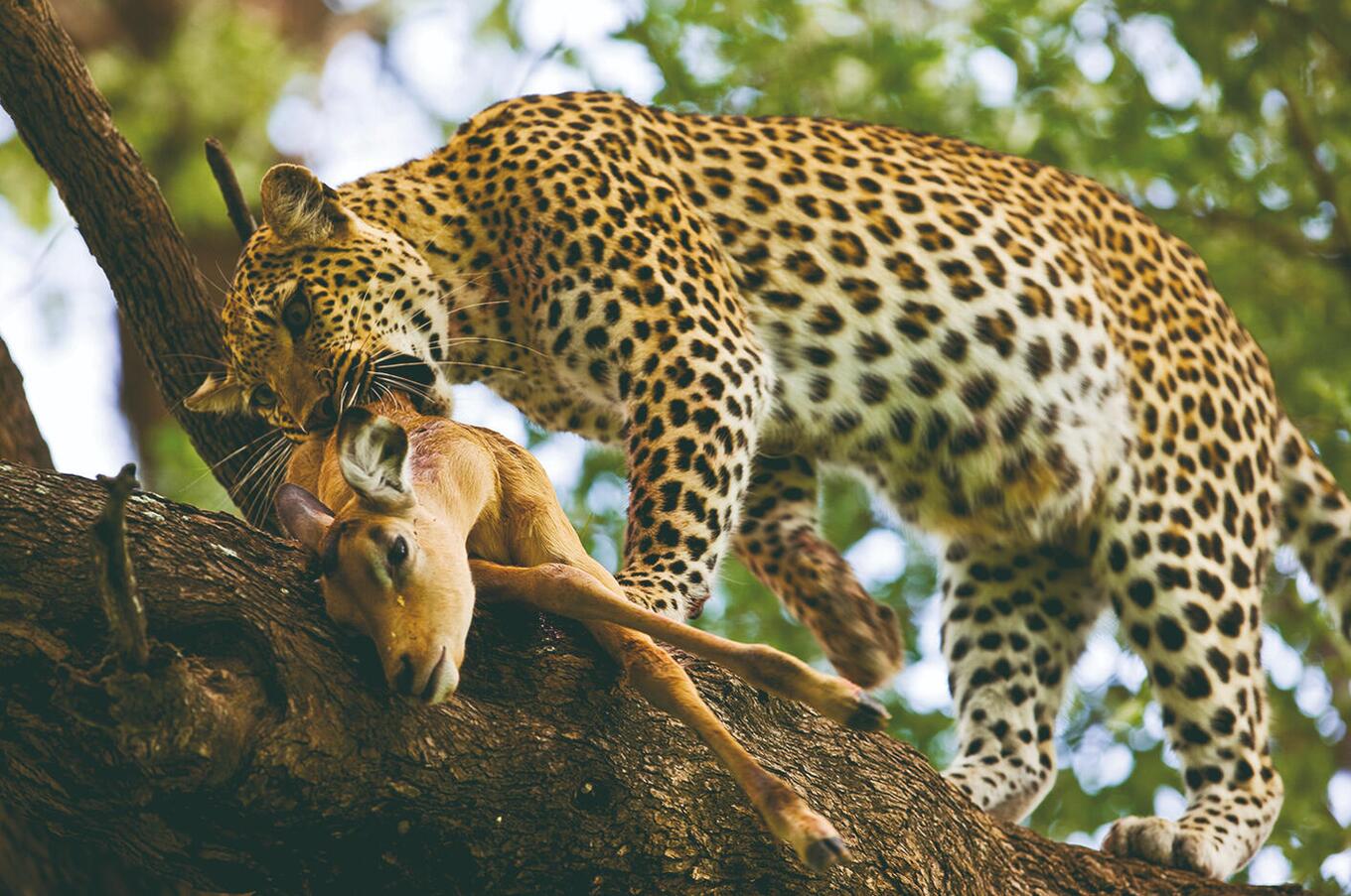 Leopard safari luxury Africa