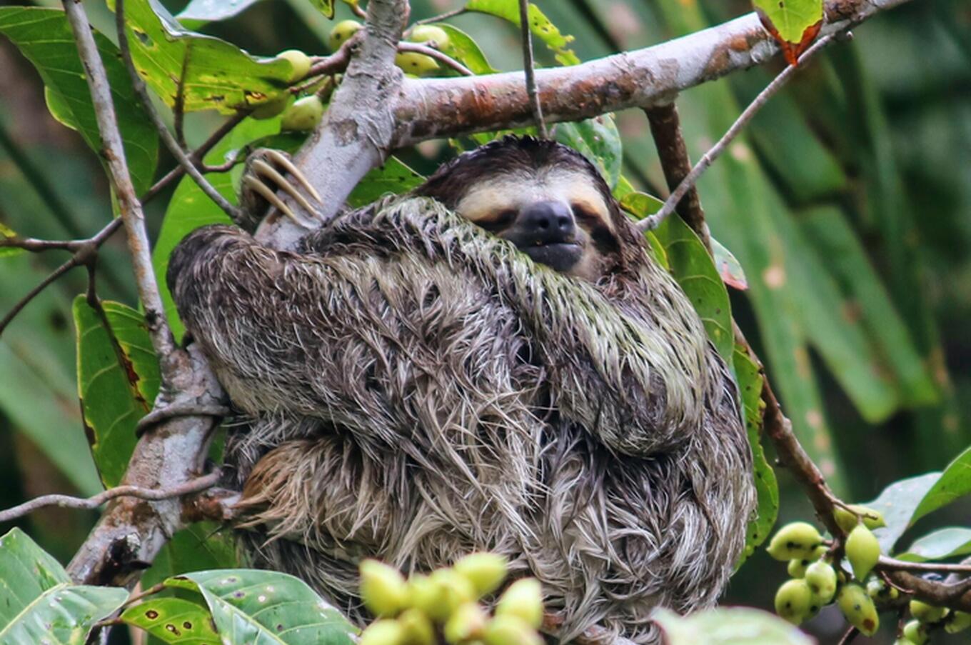 sloth panama