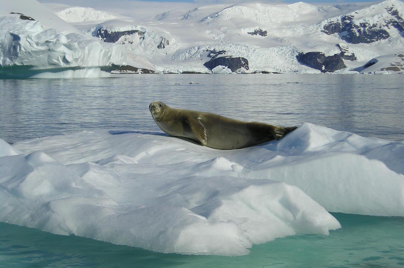 luxury antarctic voyage magellan explorer air cruises