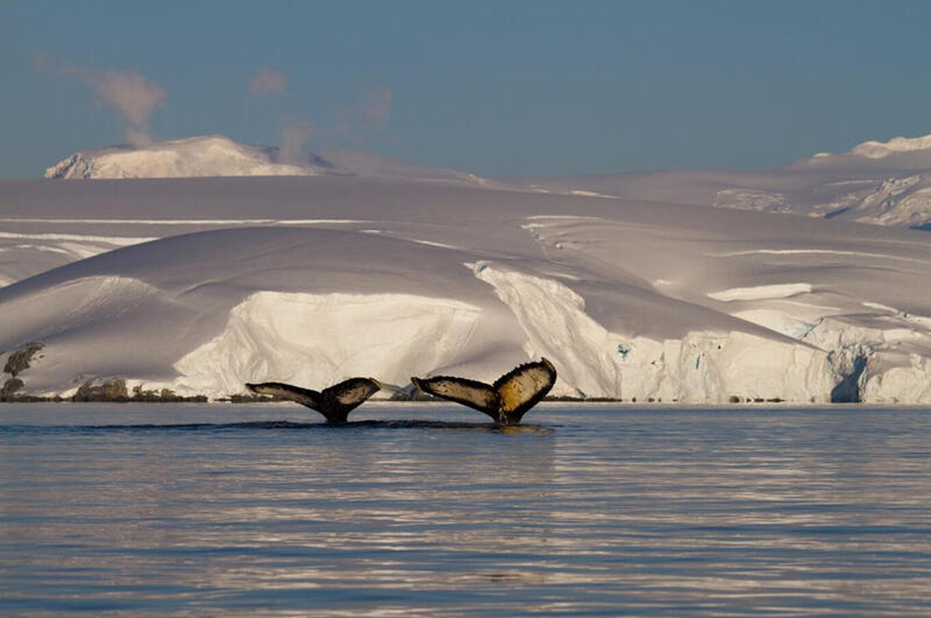 luxury antarctica air cruise