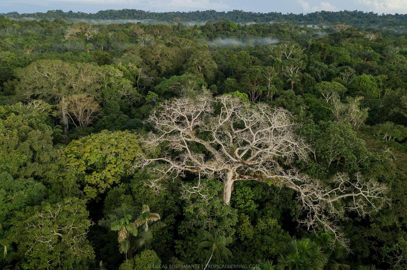 Nature at Napo Wildlife Center Luxury Ecological Paradise in Ecuador's Amazon Rainforest