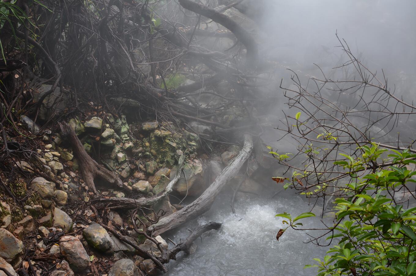 Cloud forest.