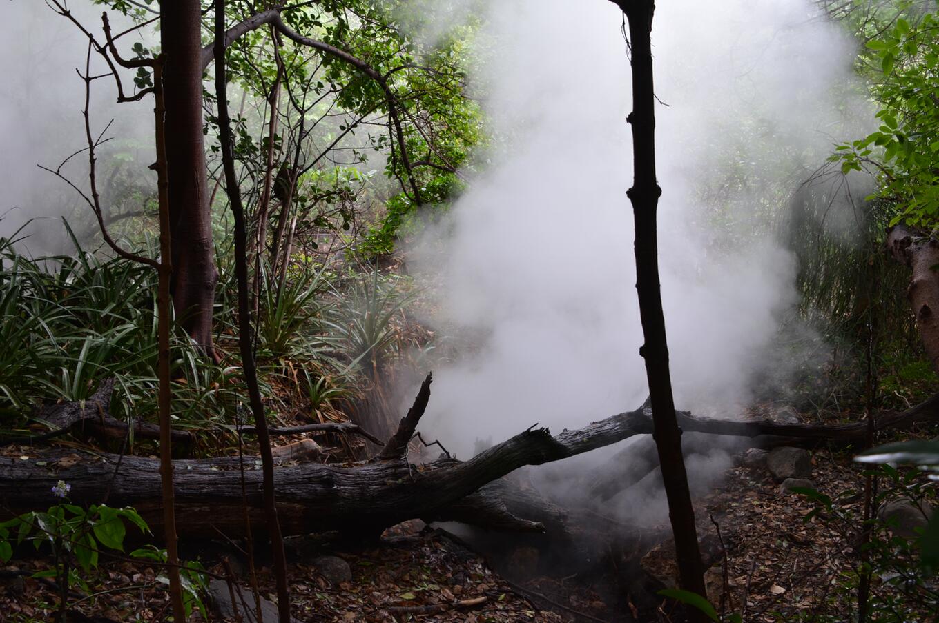 Cloud forest