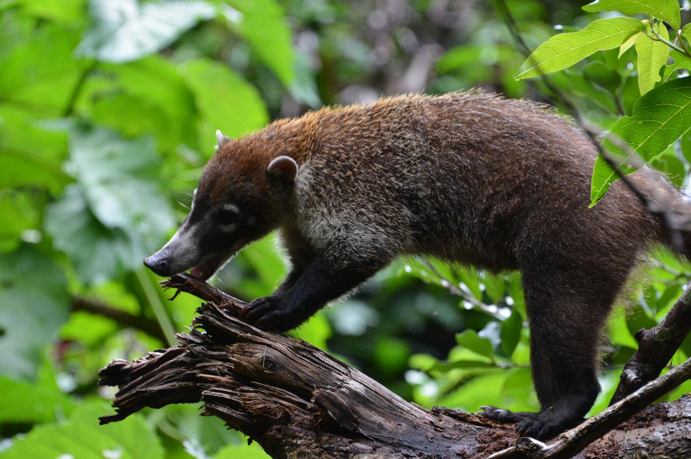 White-nosed Coati, Nasua Narica.
