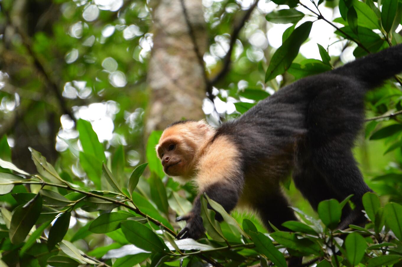 Carablanca monkey.