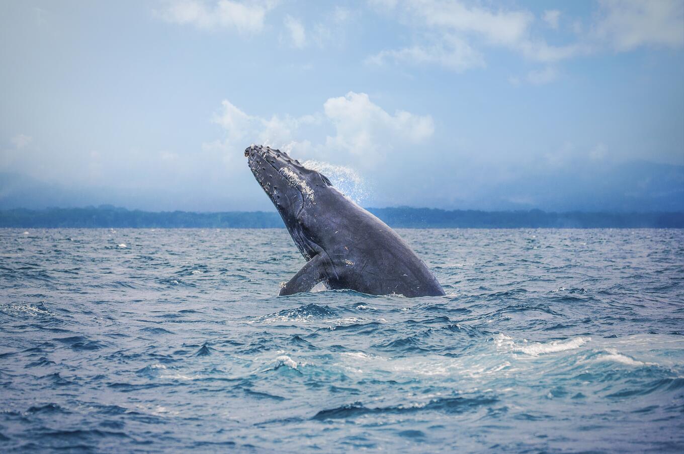 Humpback Whale Puerto Jimenez Puntarenas
