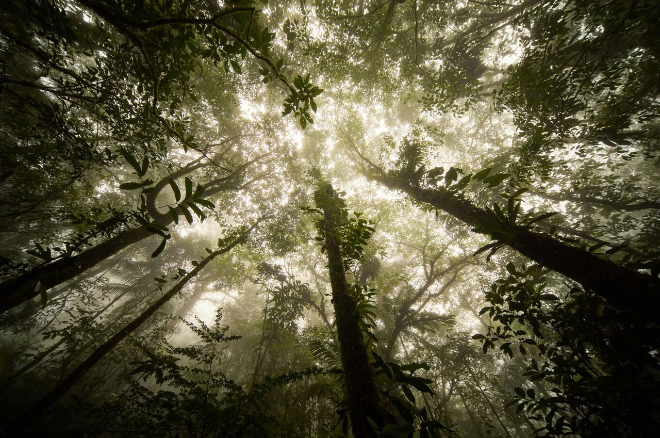 Humpback Whale Puerto Jimenez Puntarenas