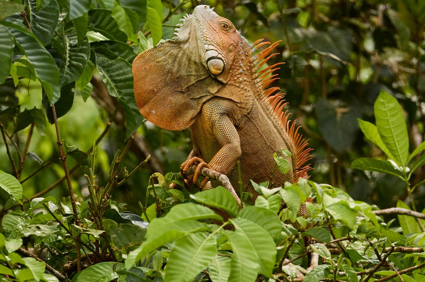 Green iguana in Tortuguero National Park. Photo: Zdeněk Macháček.