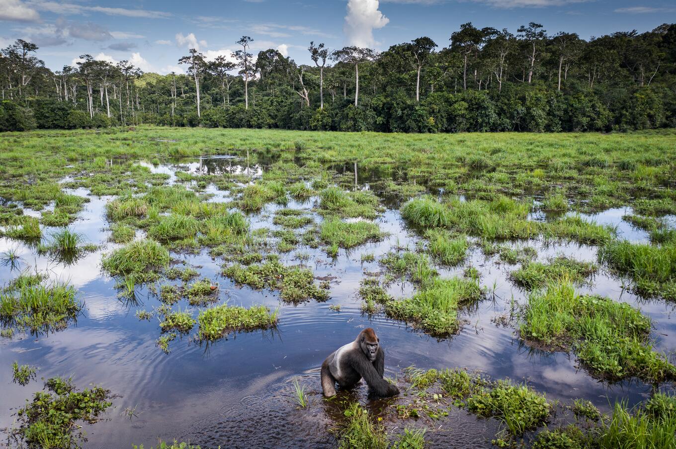 Male western lowland gorilla crossing a bai at Odzala