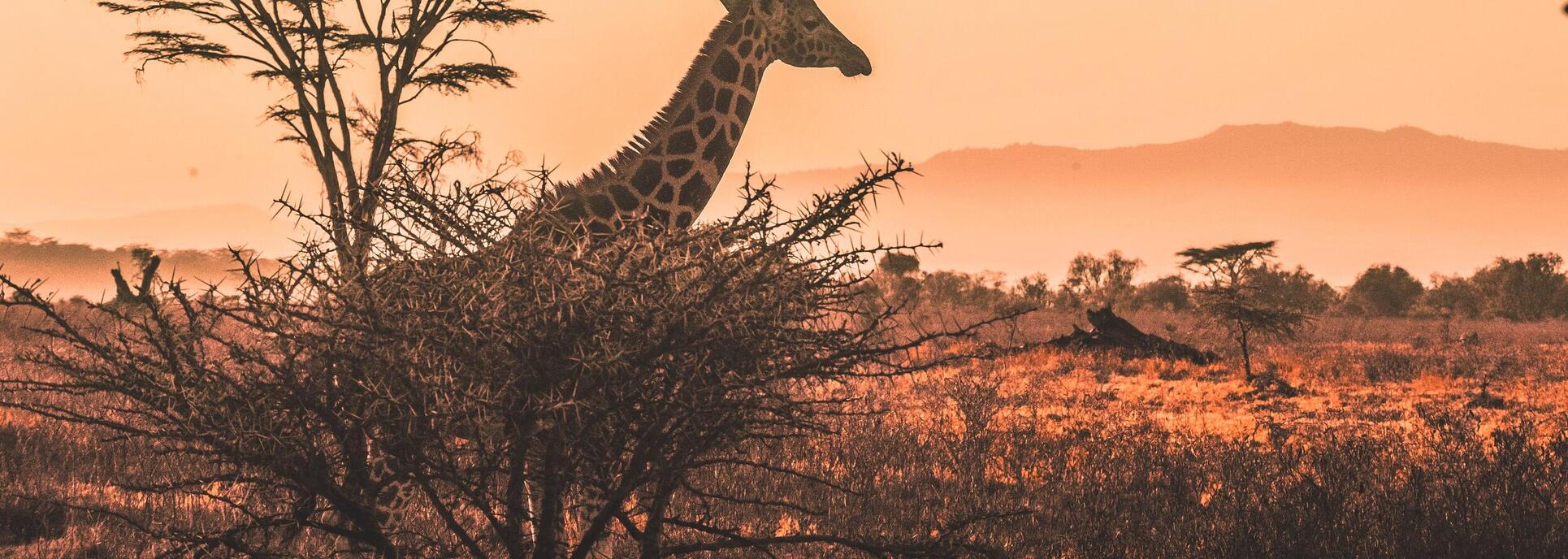 luxury kenya safari trip kenya savannah giraffe