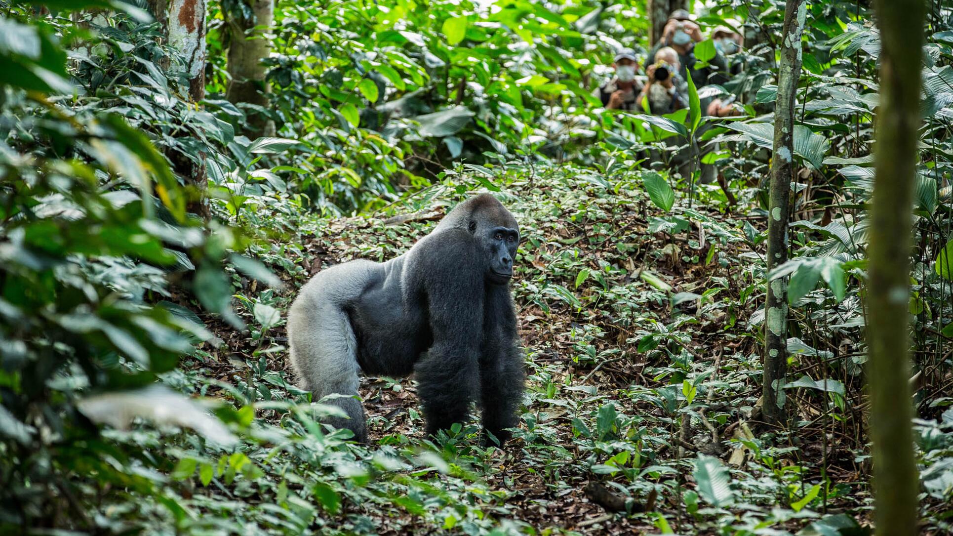 Western lowland gorilla in Odzala